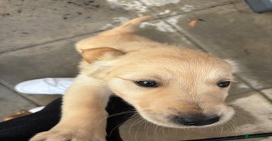 Golden Retriever dogs - Advert 2