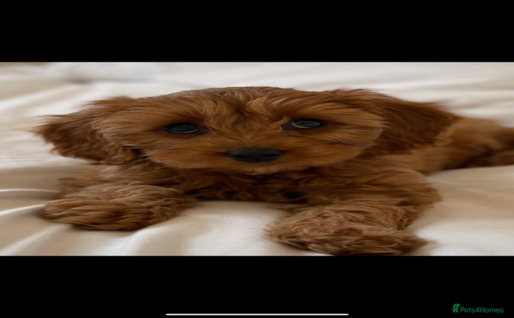 Cavapoo dogs - Advert 4