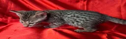 Savannah cats for sale: Super spotty Savannah kittens - Advert 17
