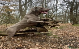 Cane Corso dogs for sale: 10 beautiful cane corso pups for sale 8M 2F - Image 3