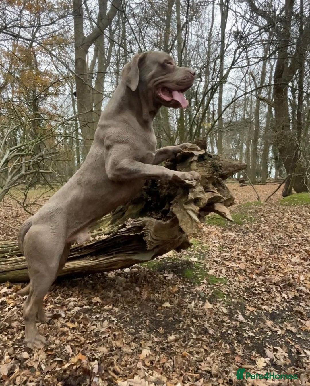 Cane Corso dogs for sale: 10 beautiful cane corso pups for sale 8M 2F - Image 3