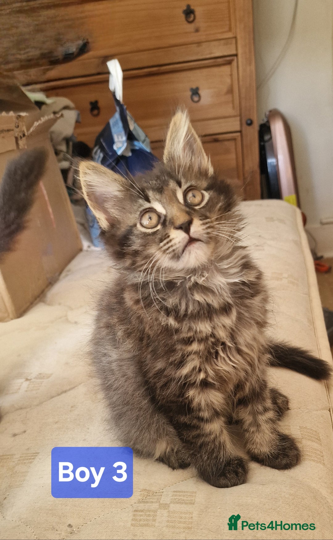 Maine Coon cats for sale: Gorgeous Half Maine Coon Boys and Girls  - Image 15