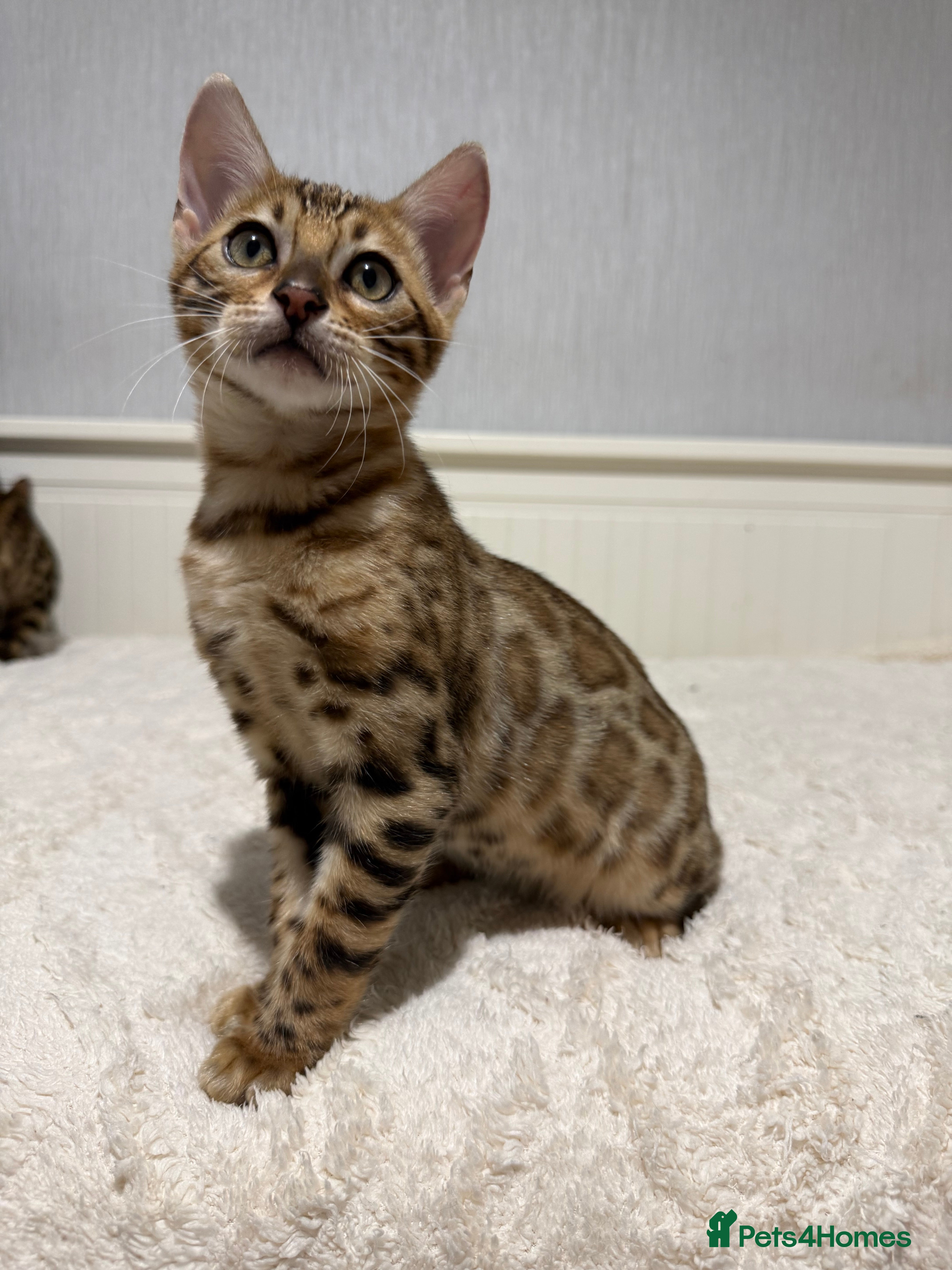 Bengal cats 🐆Adorable pedigree bengal kittens🐆 - Advert 8