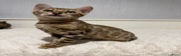 Bengal cats for sale: 🐆Adorable pedigree bengal kittens🐆 - Advert 11
