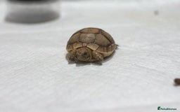 Tortoise reptiles for sale: Greek Tortoises for sale - Image 5