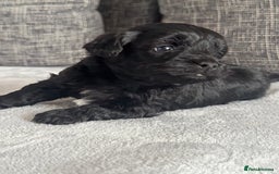 Mixed Breed dogs for sale: 6 beautiful havapoo’s - Image 10