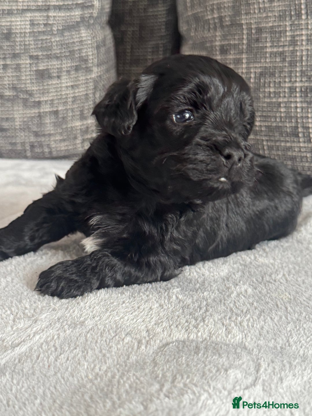 Mixed Breed dogs for sale: 6 beautiful havapoo’s - Image 10