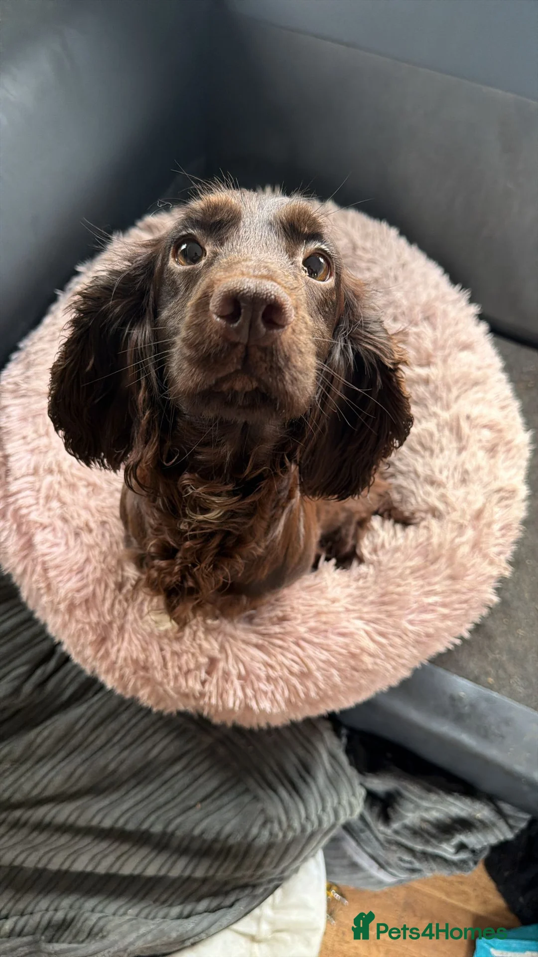 Cocker Spaniel dogs for sale: Beautiful cocker spaniel puppies in Morecambe - Advert 1