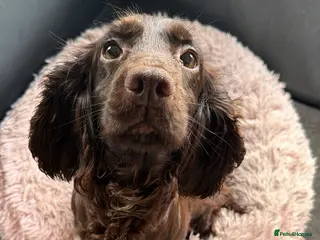 Cocker Spaniel dogs Beautiful cocker spaniel puppies in Morecambe - Advert 1