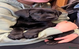 Labrador Retriever dogs for sale: Stunning K.C. Reg. Black Labrador Puppies - Image 7