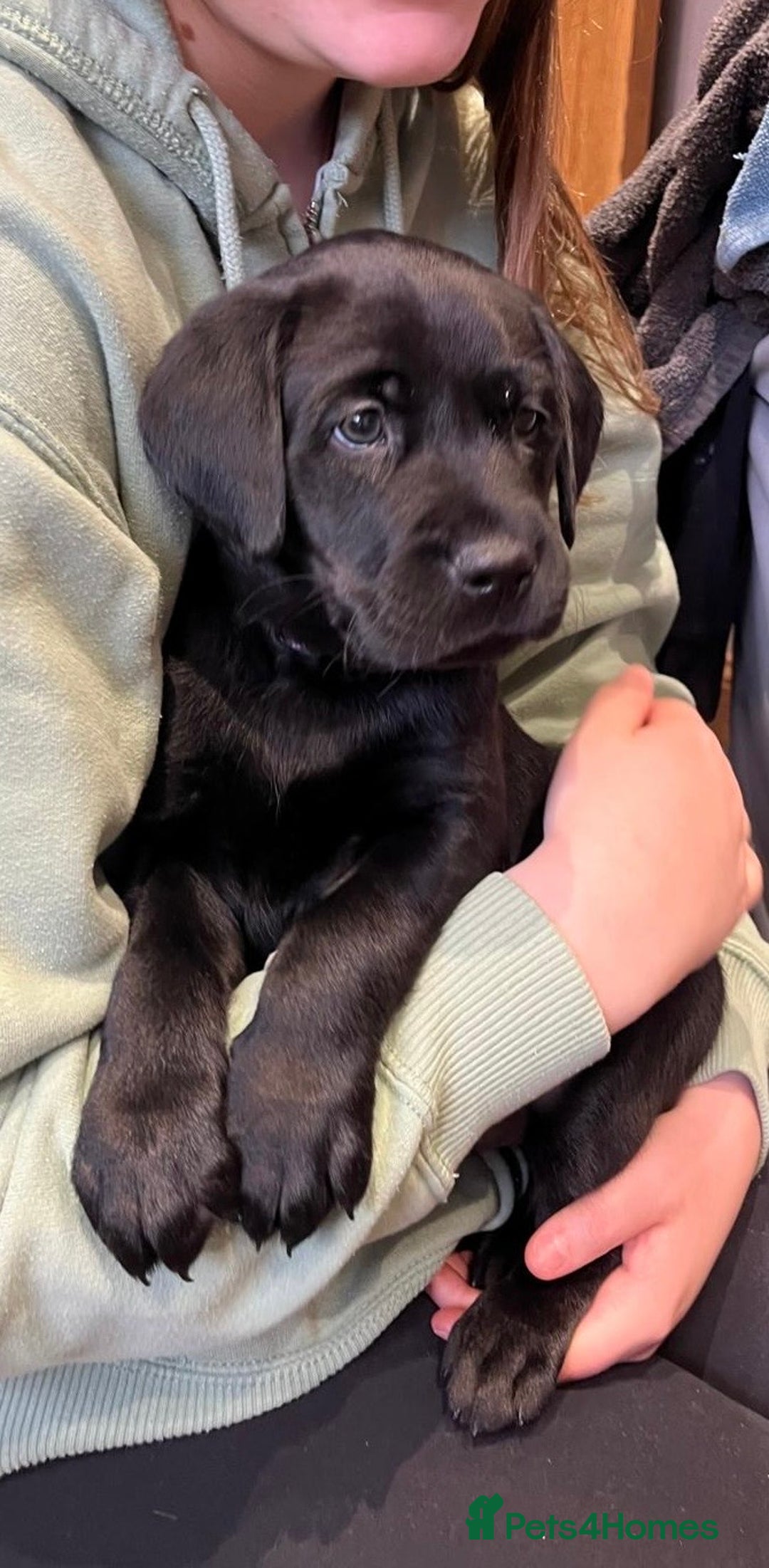 Labrador Retriever dogs for sale: Stunning K.C. Reg. Black Labrador Puppies - Image 7