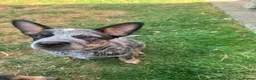 Australian Cattle Dog dogs for sale: Spark of the Outback in Every Curious Little Face in Belfast - Advert 11