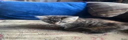 Mixed Breed cats for sale: GORGEOUS FLUFFY KITTEN - Advert 4