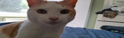Mixed Breed cats for sale: Two gorgeous mixed - Advert 2
