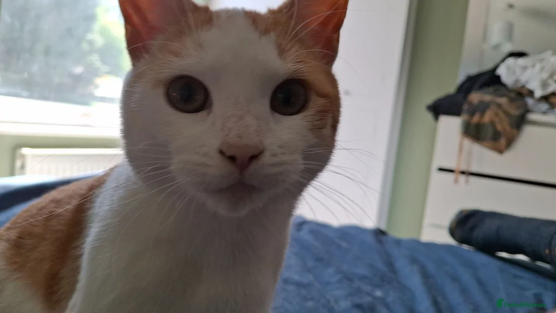Mixed Breed cats for sale: Two gorgeous mixed - Advert 2