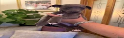 Whippet dogs for sale: Whippet puppies for sale - Advert 9