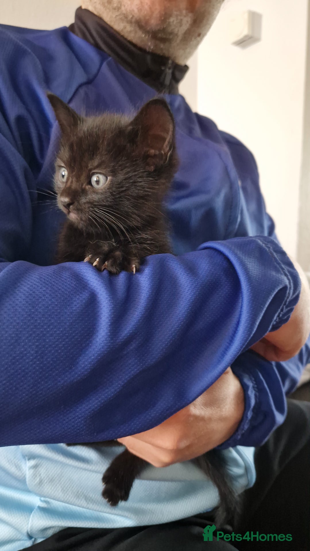 Mixed Breed cats for sale: Adorable male kitten for sale! - Image 4