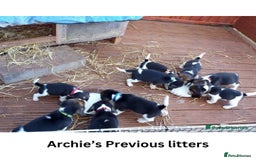 Beagle dogs for stud: Archie - Quality Proven KC Stud Dog in Plymouth - Image 7