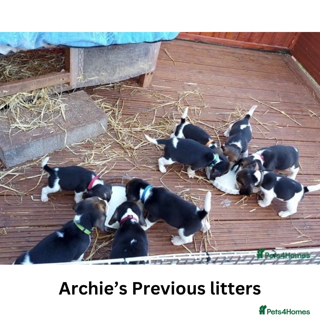 Beagle dogs for stud: Archie - Quality Proven KC Stud Dog in Plymouth - Image 7