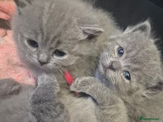 British Shorthair cats British short hair blue - Advert 11