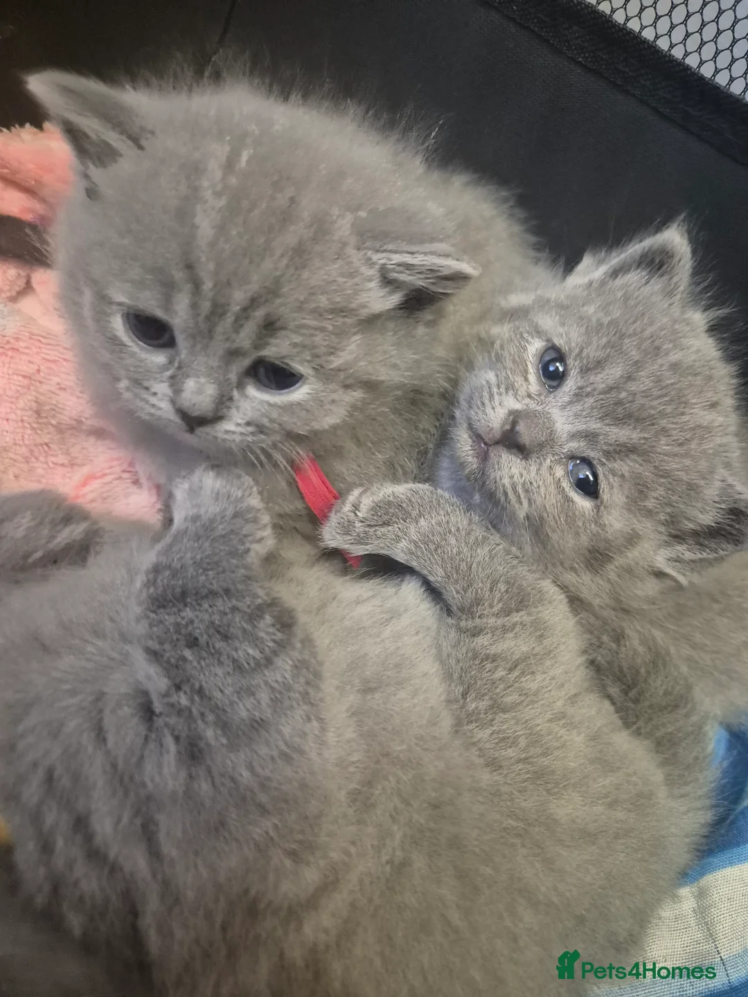 British Shorthair cats for sale: British short hair blue - Advert 1