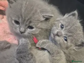 British Shorthair cats British short hair blue - Advert 15