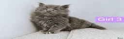 Maine Coon cats for sale: DNA health tested Maine coon kittens  - Advert 12