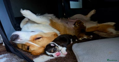 Welsh Corgi Pembroke dogs - Advert 5