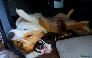 Welsh Corgi Pembroke dogs - Advert 2