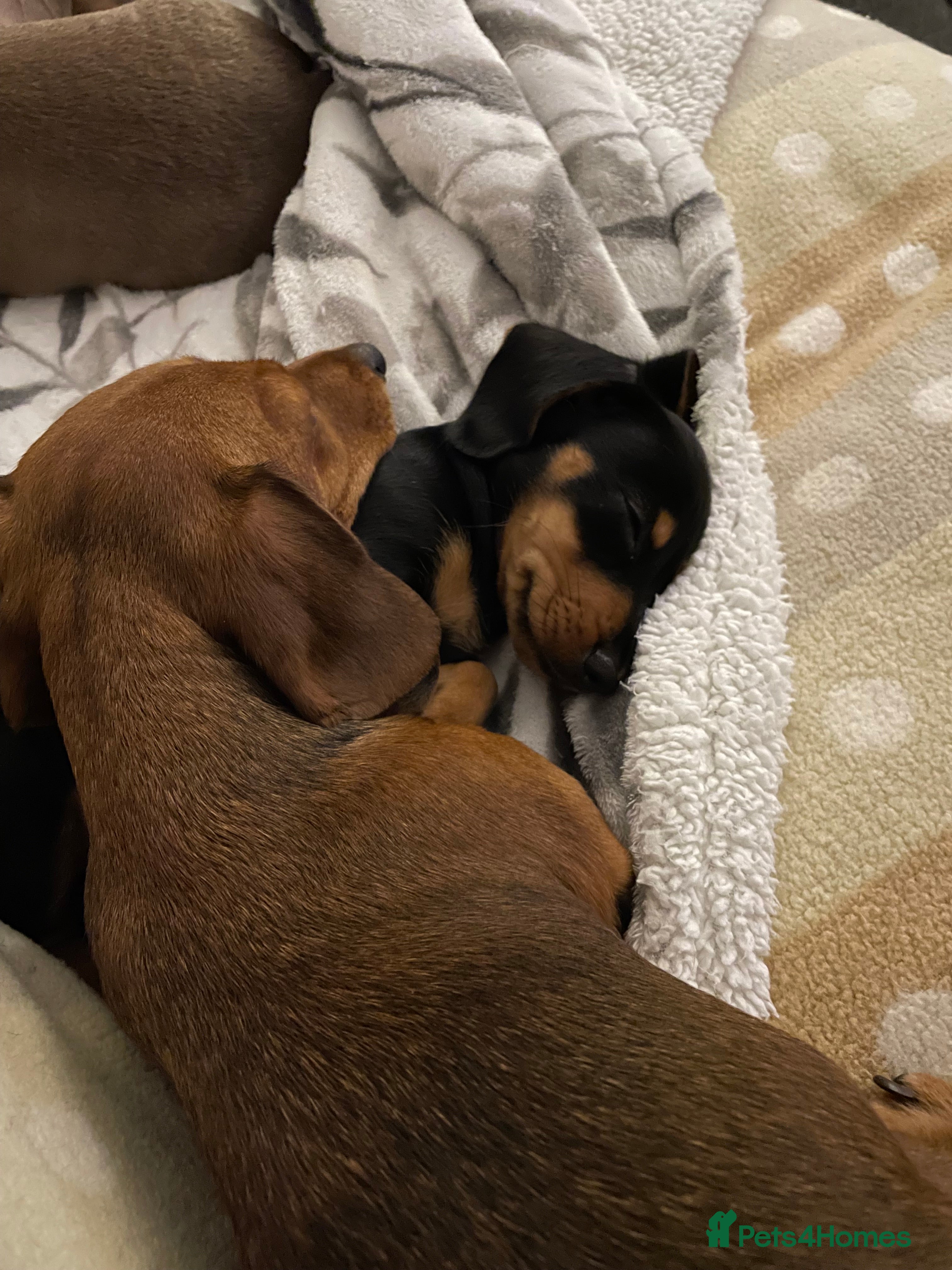 Miniature Dachshund dogs for sale: Female miniature dachshund for sale - Advert 2