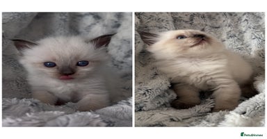 Ragdoll cats - Advert 8