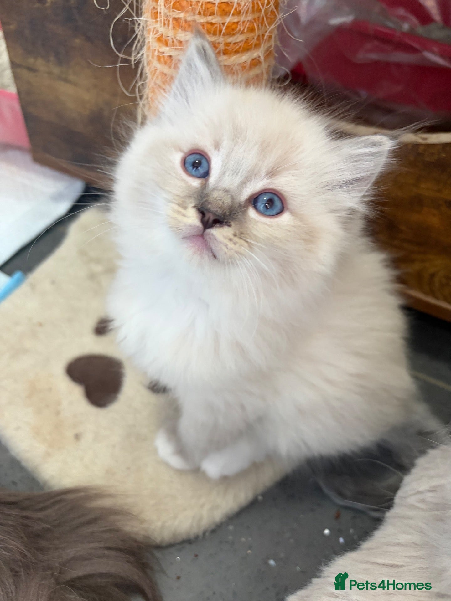 Ragdoll cats Beautiful Ragdoll Kittens - Advert 9