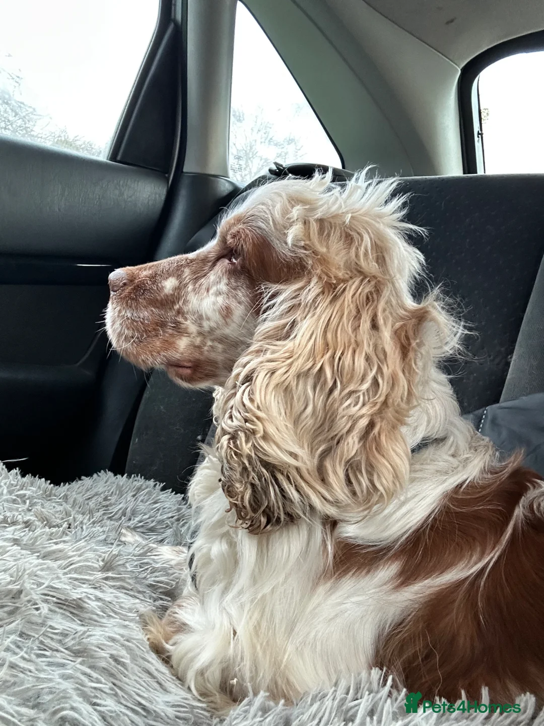 Cocker Spaniel dogs for sale: Stunning Orange roan boys - Advert 2