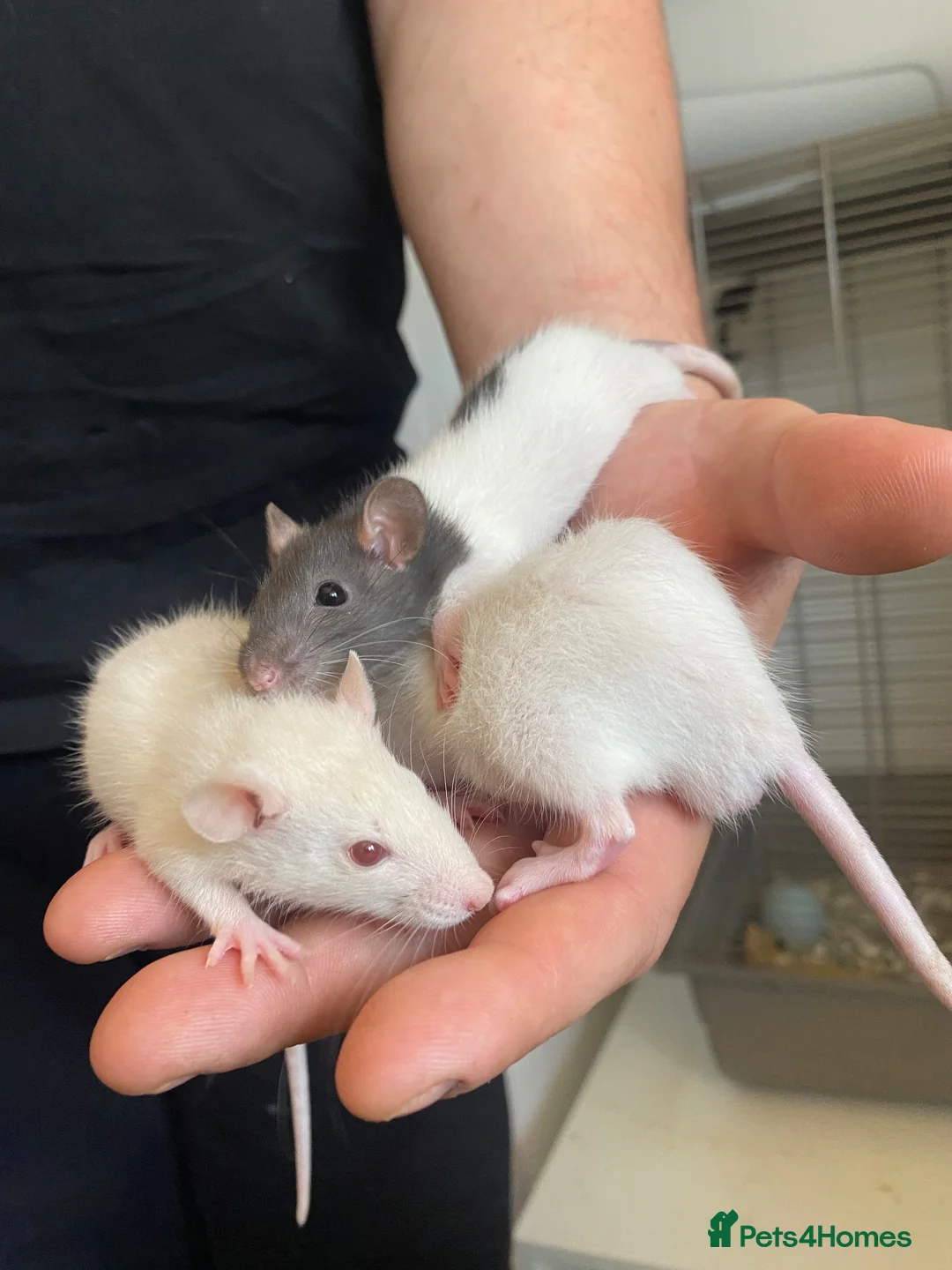 Rat rodents for sale: 5 male rats available now  - Advert 2
