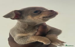 Chihuahua dogs for sale: Stunning chihuahua puppies  - Image 12