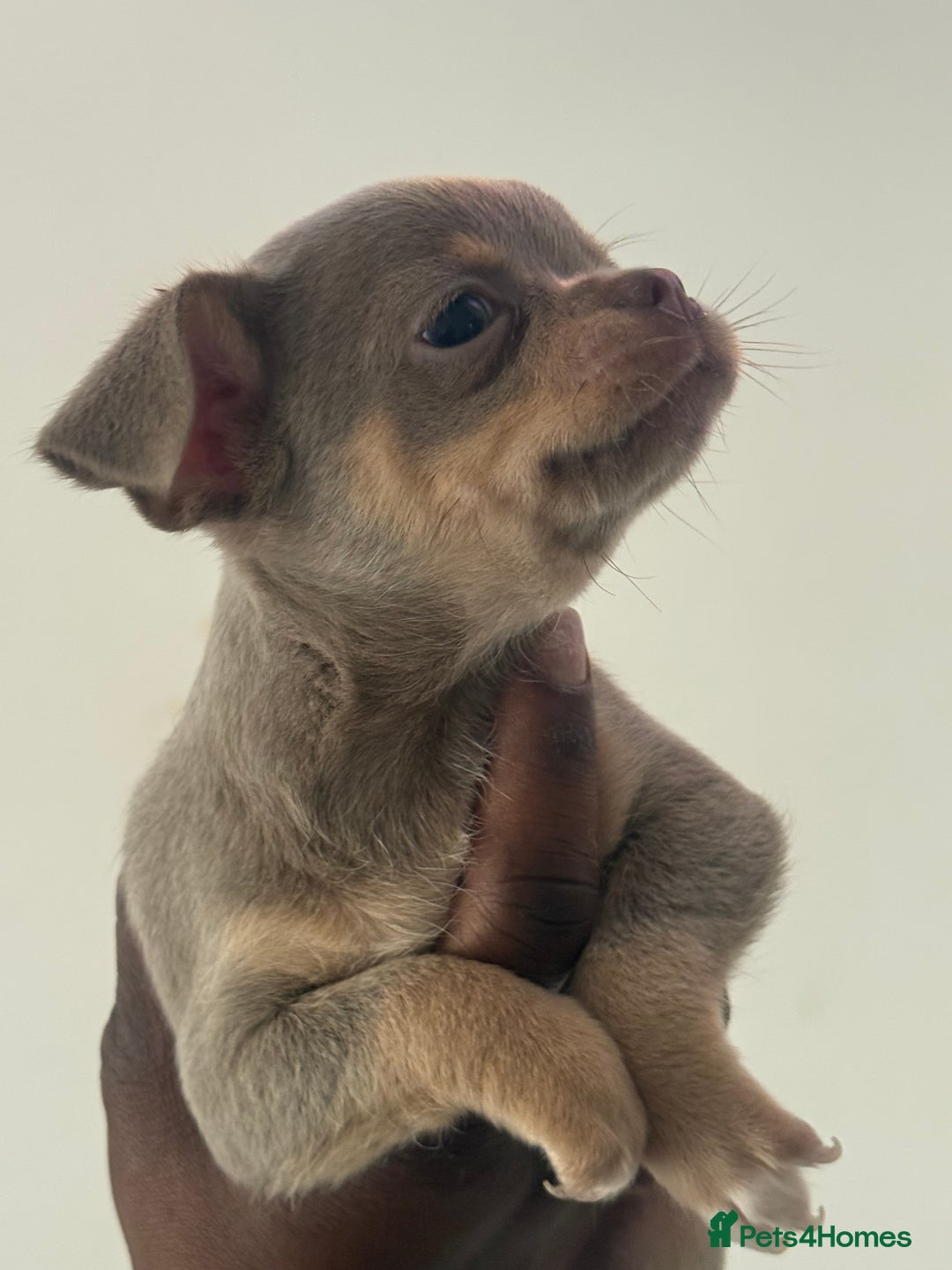 Chihuahua dogs for sale: Stunning chihuahua puppies  - Image 12
