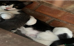 Mixed Breed cats for sale: 3 kittens mixed breed, 2 blue and one blue/white - Image 7