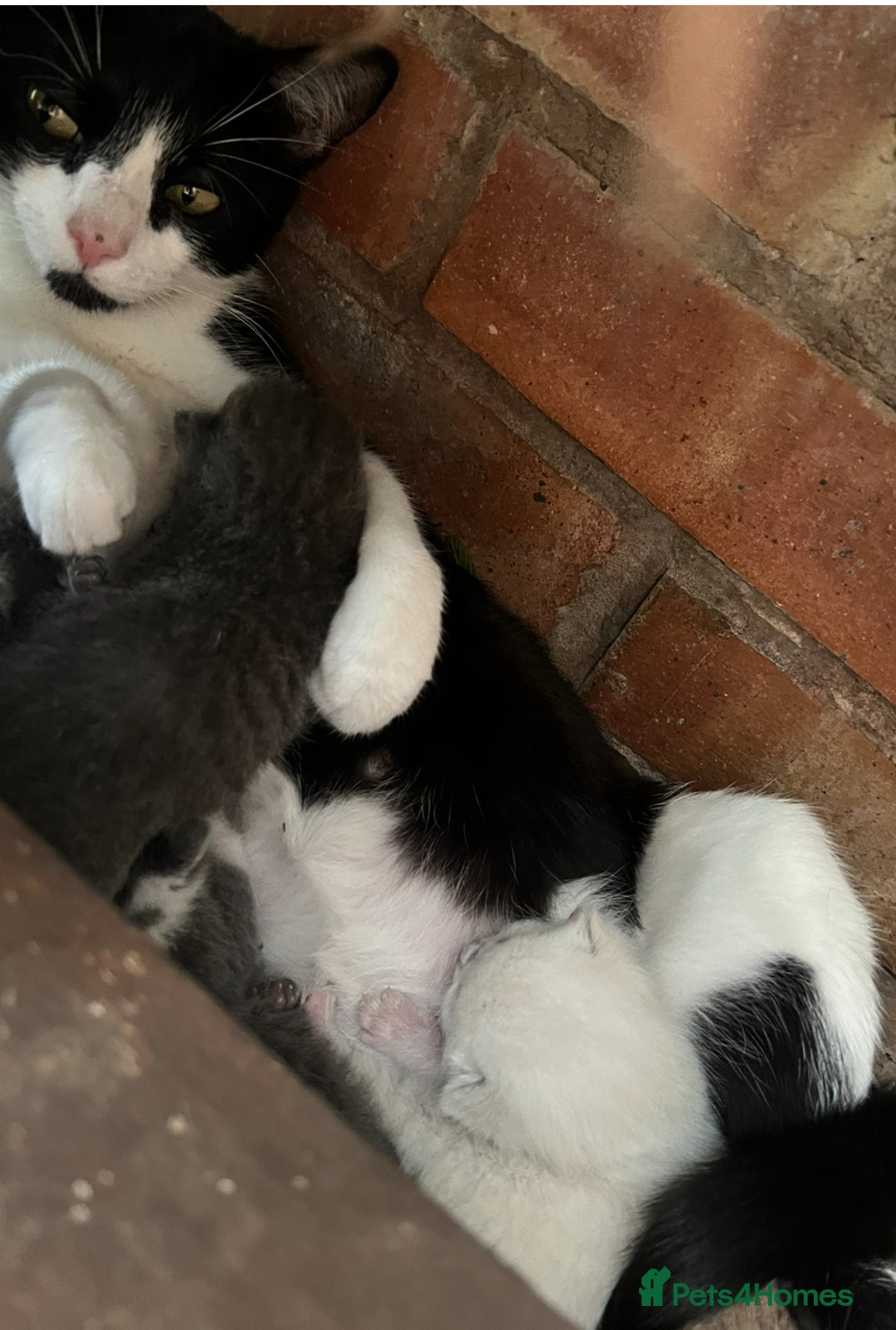 Mixed Breed cats for sale: 3 kittens mixed breed, 2 blue and one blue/white - Image 7