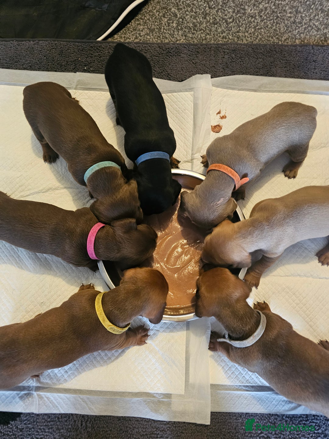 Dachshund dogs for sale: Dachshund Puppies for sale  - Image 4