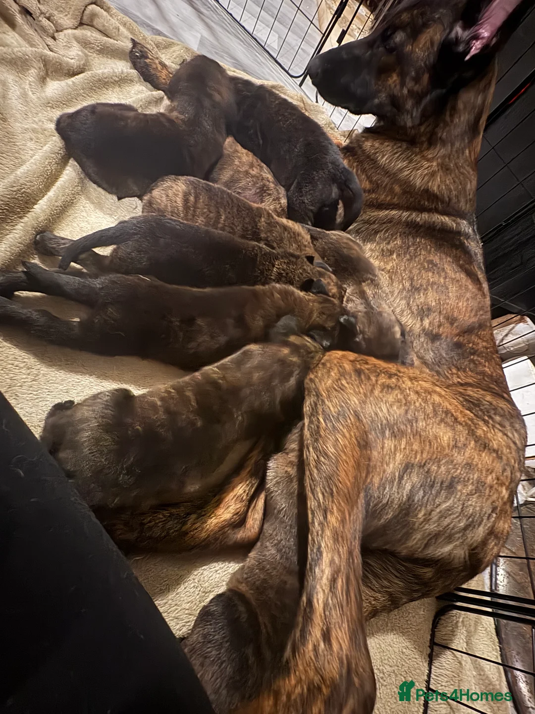 Mixed Breed dogs for sale: Belgian malinois shepherd  ** tiff puppies - Advert 1