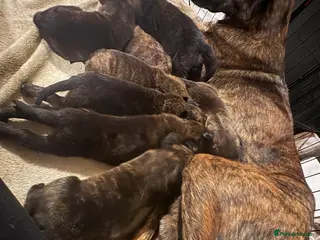 Mixed Breed dogs Belgian malinois shepherd x mastiff puppies - Advert 1