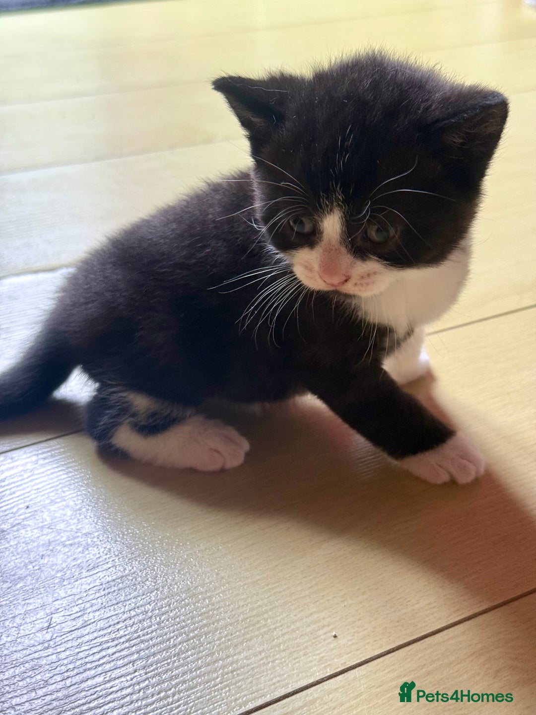 Brazilian Shorthair cats for sale: Kitten 🐈‍⬛  - Image 19