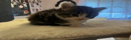Mixed Breed cats for sale: Beautiful longhair kittens for sale  - Advert 5