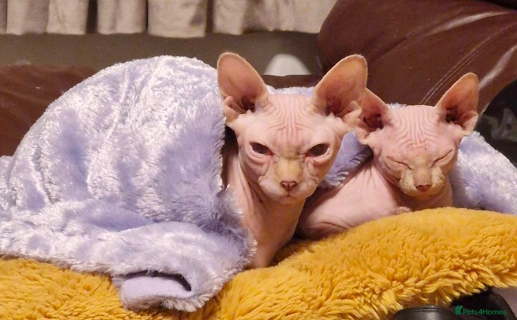 Sphynx cats - Advert 3