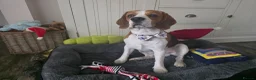 Beagle dogs for stud: Tri-Colour Beagle Available for Stud - Norwich - Advert 4