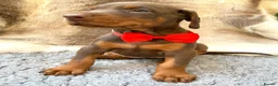 Dobermann dogs for sale: KC REG HEALTH TESTED EUROPEAN DOBERMAN PUPPIES - Advert 4