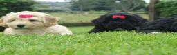 Cockapoo dogs for sale: Stunning Cockapoo Puppies  - Advert 17