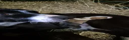 Border Collie dogs for sale: Collie puppies  - Advert 2