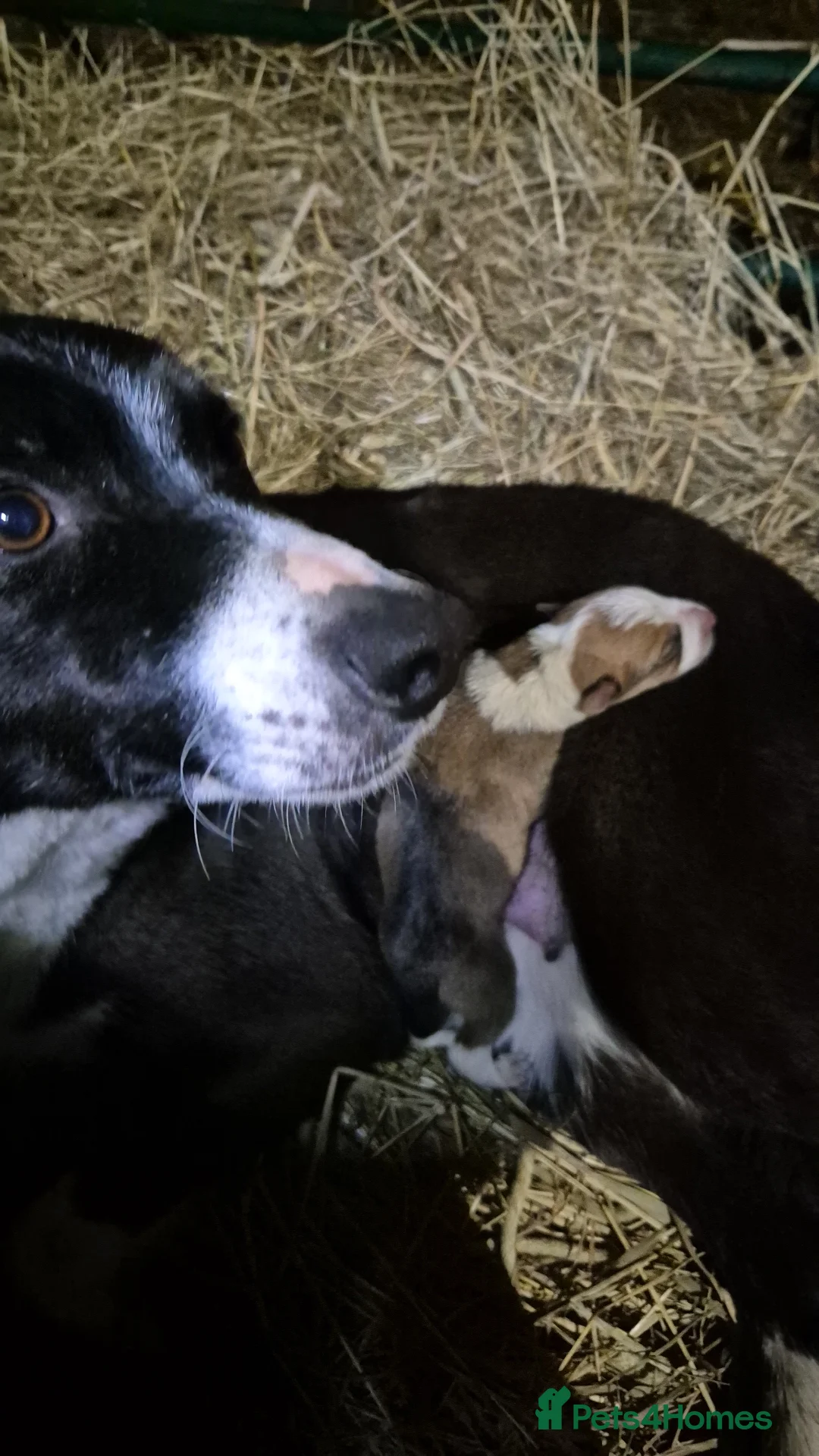 Border Collie dogs for sale: Collie puppies  - Advert 2