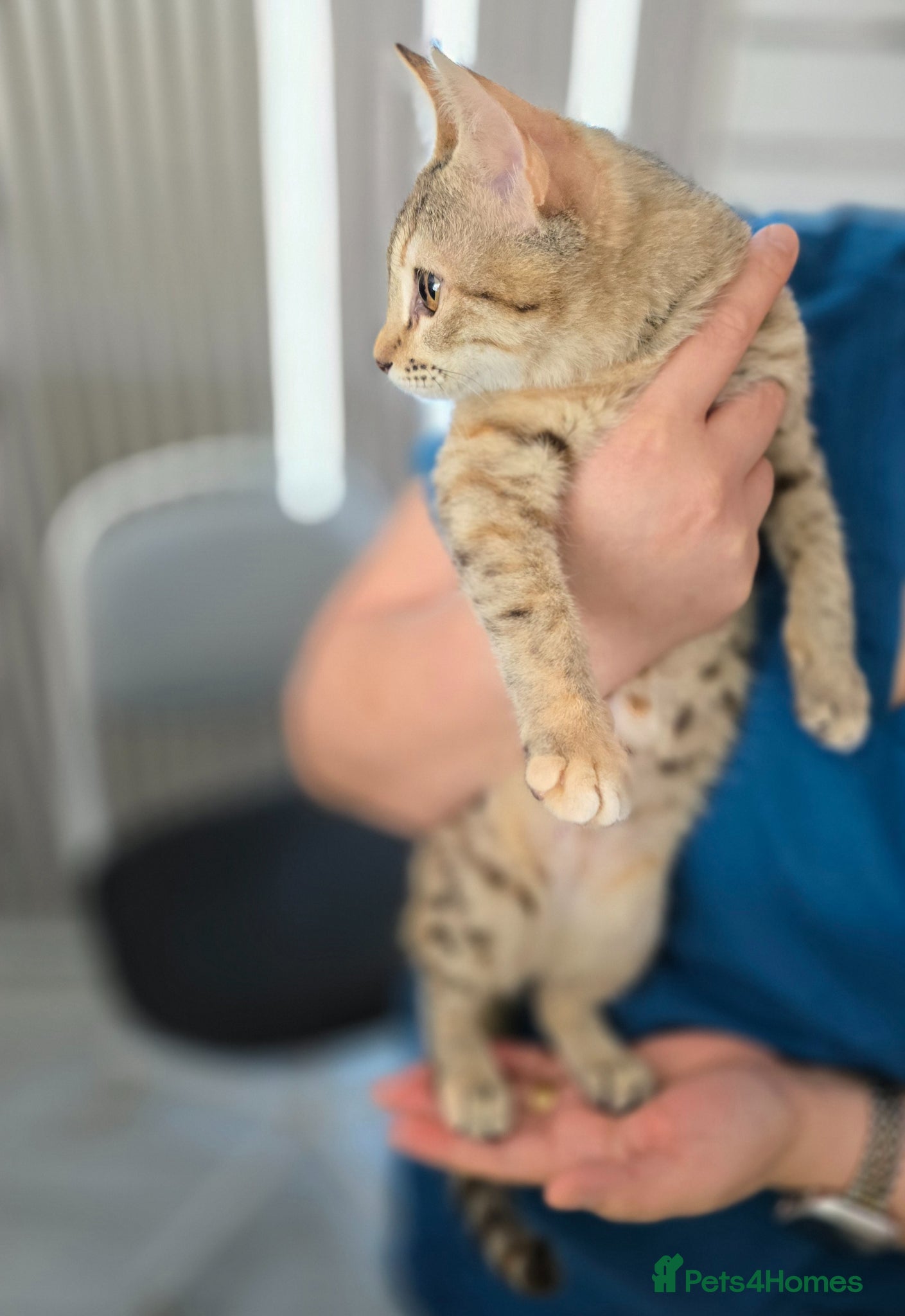 Mixed Breed cats [Indoors Only] Noxie - A bundle of joy and energy! - Advert 2